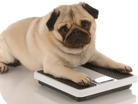 animal health - cute pug dog laying on weigh scales